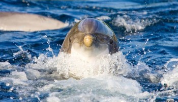 VVOG en DOLFINARIUM maken dromen waar