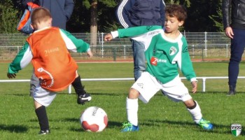 Beelden van Dolfijntjes en Orka's